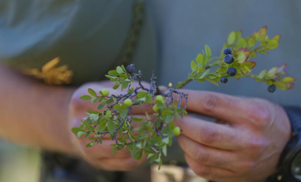 Wild blueberries