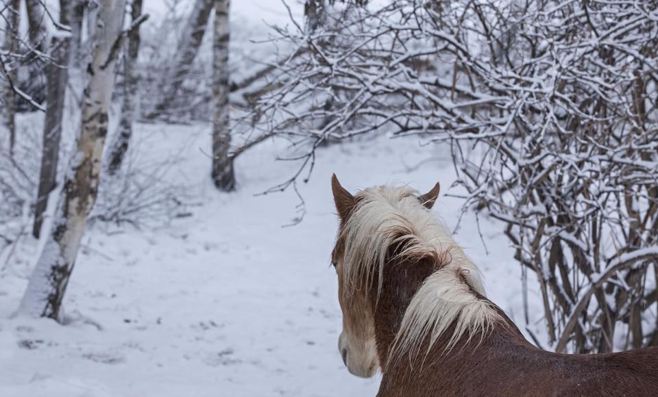 Ein Pferd