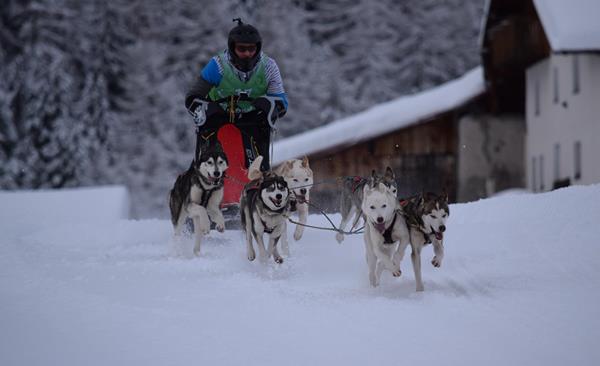 event-schlittenhunderennen-langtaufers-reschenpass-tvrp