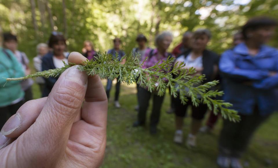 Discover the herbs